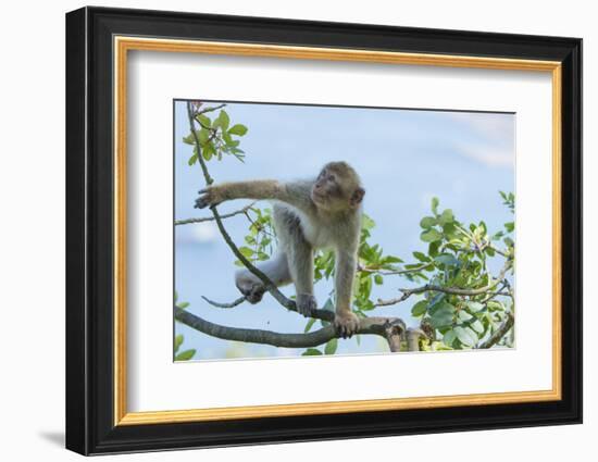 Barbary Macaque (Macaca Sylvanus) Youngster Climbing, Gibraltar Nature Reserve, Gibraltar-Edwin Giesbers-Framed Photographic Print