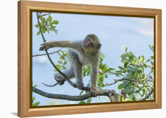 Barbary Macaque (Macaca Sylvanus) Youngster Climbing, Gibraltar Nature Reserve, Gibraltar-Edwin Giesbers-Framed Premier Image Canvas