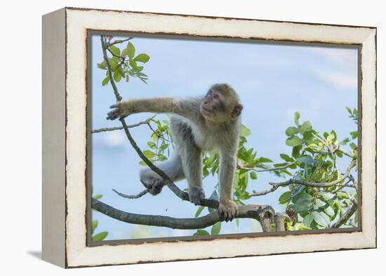 Barbary Macaque (Macaca Sylvanus) Youngster Climbing, Gibraltar Nature Reserve, Gibraltar-Edwin Giesbers-Framed Premier Image Canvas