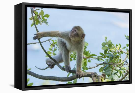 Barbary Macaque (Macaca Sylvanus) Youngster Climbing, Gibraltar Nature Reserve, Gibraltar-Edwin Giesbers-Framed Premier Image Canvas