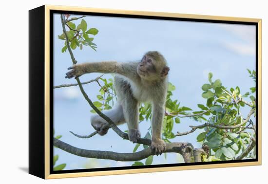 Barbary Macaque (Macaca Sylvanus) Youngster Climbing, Gibraltar Nature Reserve, Gibraltar-Edwin Giesbers-Framed Premier Image Canvas