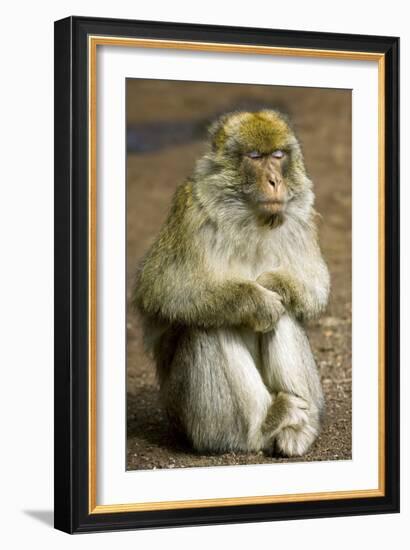 Barbary Macaque-Bob Gibbons-Framed Photographic Print