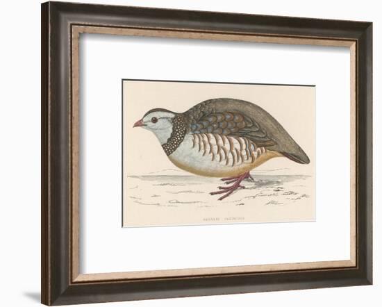 Barbary Partridge-Reverend Francis O. Morris-Framed Photographic Print