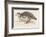 Barbary Partridge-Reverend Francis O. Morris-Framed Photographic Print