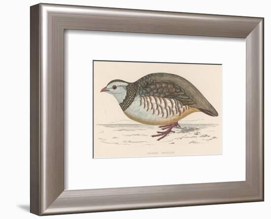 Barbary Partridge-Reverend Francis O. Morris-Framed Photographic Print