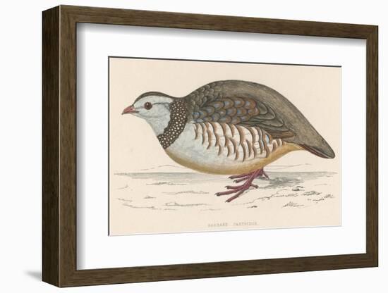 Barbary Partridge-Reverend Francis O. Morris-Framed Photographic Print