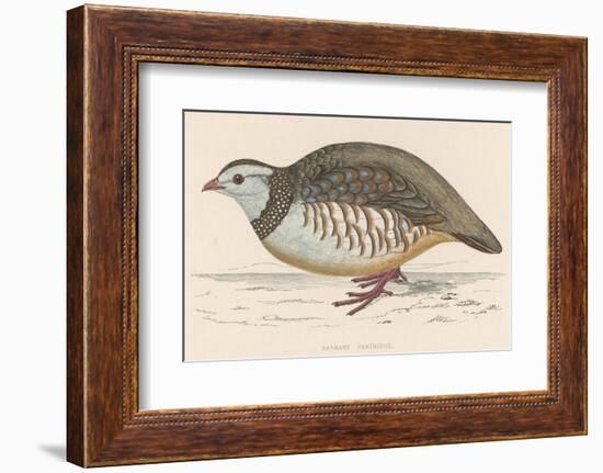 Barbary Partridge-Reverend Francis O. Morris-Framed Photographic Print