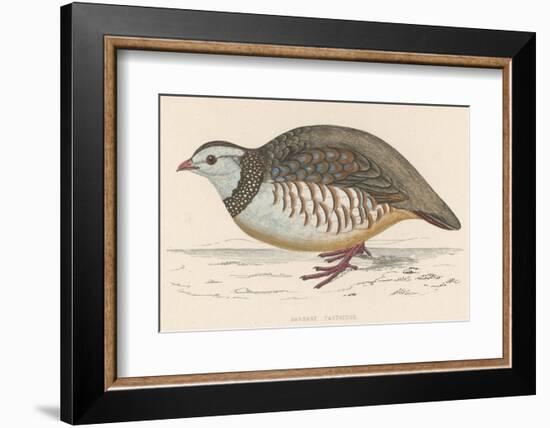 Barbary Partridge-Reverend Francis O. Morris-Framed Photographic Print