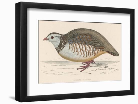 Barbary Partridge-Reverend Francis O. Morris-Framed Photographic Print