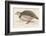 Barbary Partridge-Reverend Francis O. Morris-Framed Photographic Print