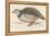 Barbary Partridge-Reverend Francis O. Morris-Framed Premier Image Canvas