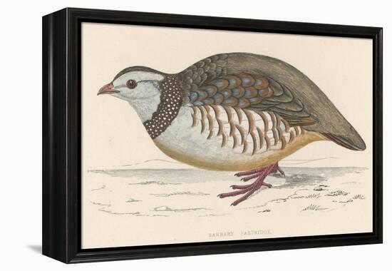 Barbary Partridge-Reverend Francis O. Morris-Framed Premier Image Canvas