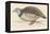 Barbary Partridge-Reverend Francis O. Morris-Framed Premier Image Canvas