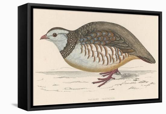 Barbary Partridge-Reverend Francis O. Morris-Framed Premier Image Canvas