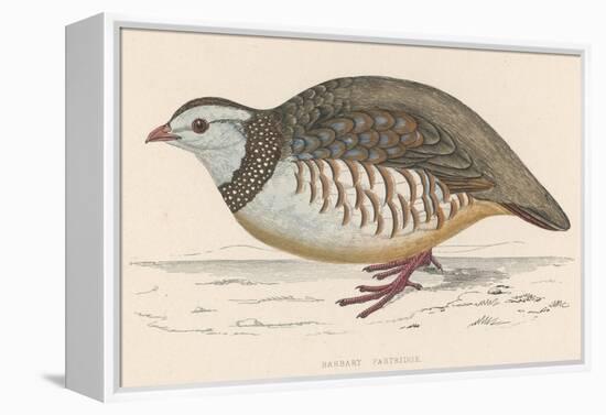 Barbary Partridge-Reverend Francis O. Morris-Framed Premier Image Canvas