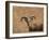 Barbary Ram-James W. Johnson-Framed Giclee Print