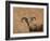 Barbary Ram-James W. Johnson-Framed Giclee Print