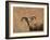 Barbary Ram-James W. Johnson-Framed Giclee Print