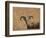 Barbary Ram-James W. Johnson-Framed Giclee Print