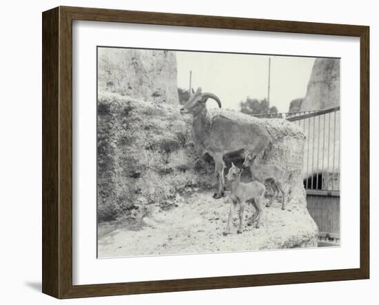 Barbary Sheep with Two Young on Mappin Terraces, London Zoo, June 1916-Frederick William Bond-Framed Photographic Print
