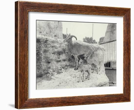 Barbary Sheep with Two Young on Mappin Terraces, London Zoo, June 1916-Frederick William Bond-Framed Photographic Print