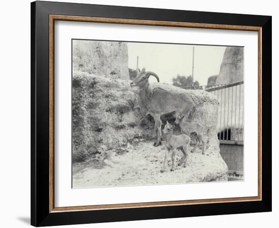 Barbary Sheep with Two Young on Mappin Terraces, London Zoo, June 1916-Frederick William Bond-Framed Photographic Print