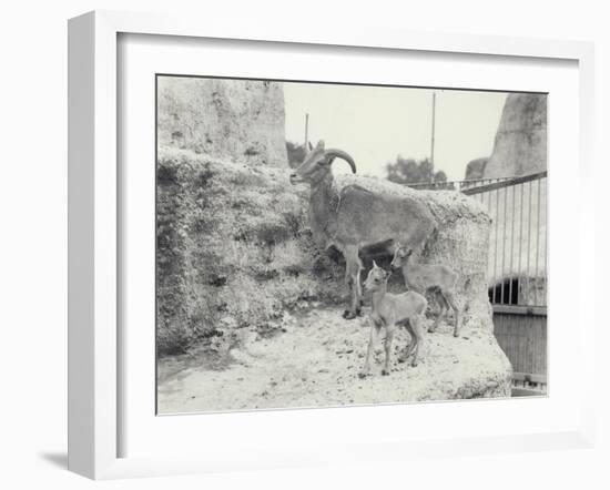 Barbary Sheep with Two Young on Mappin Terraces, London Zoo, June 1916-Frederick William Bond-Framed Photographic Print