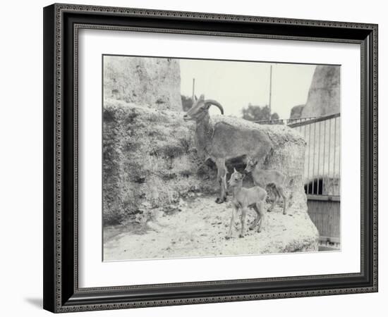 Barbary Sheep with Two Young on Mappin Terraces, London Zoo, June 1916-Frederick William Bond-Framed Photographic Print