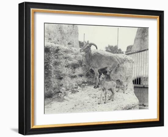 Barbary Sheep with Two Young on Mappin Terraces, London Zoo, June 1916-Frederick William Bond-Framed Photographic Print