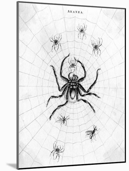 Barbary Spider-J. Pass-Mounted Art Print