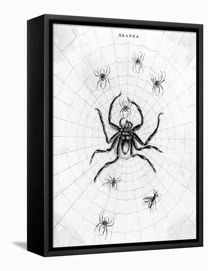 Barbary Spider-J. Pass-Framed Stretched Canvas