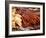 Barbequed Meats at the Stuttgart Beer Festival, Cannstatter Wasen, Stuttgart, Baden-Wurttemberg, Ge-Michael DeFreitas-Framed Photographic Print