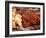 Barbequed Meats at the Stuttgart Beer Festival, Cannstatter Wasen, Stuttgart, Baden-Wurttemberg, Ge-Michael DeFreitas-Framed Photographic Print