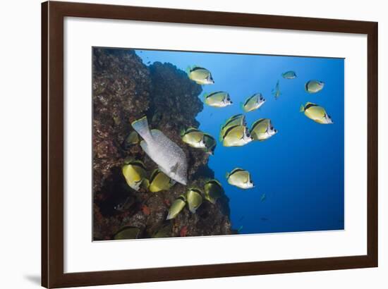 Barberfish School (Johnrandallia Nigrirostris)-Reinhard Dirscherl-Framed Photographic Print