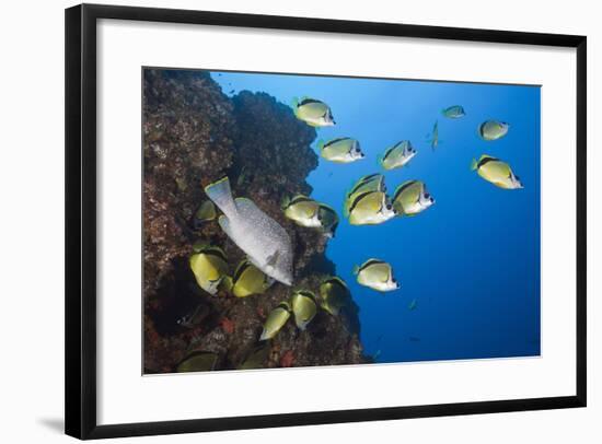 Barberfish School (Johnrandallia Nigrirostris)-Reinhard Dirscherl-Framed Photographic Print