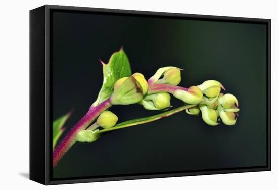 Barberry (Berberis Darwinii)-Colin Varndell-Framed Premier Image Canvas