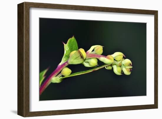 Barberry (Berberis Darwinii)-Colin Varndell-Framed Photographic Print