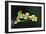 Barberry (Berberis Darwinii)-Colin Varndell-Framed Photographic Print