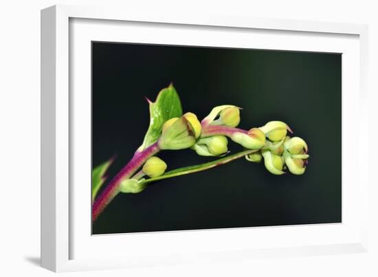 Barberry (Berberis Darwinii)-Colin Varndell-Framed Photographic Print