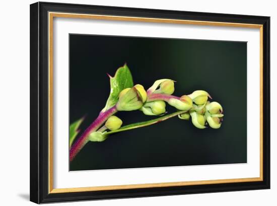 Barberry (Berberis Darwinii)-Colin Varndell-Framed Photographic Print