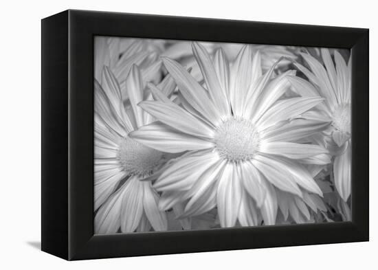 Barberton daisy in black and white infrared-Michael Scheufler-Framed Premier Image Canvas