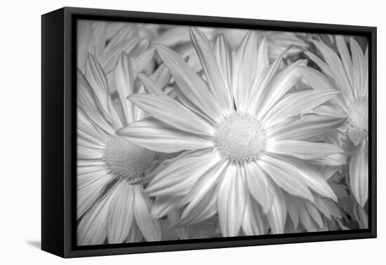 Barberton daisy in black and white infrared-Michael Scheufler-Framed Premier Image Canvas