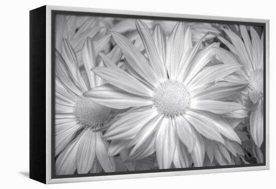 Barberton daisy in black and white infrared-Michael Scheufler-Framed Premier Image Canvas