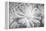 Barberton daisy in black and white infrared-Michael Scheufler-Framed Premier Image Canvas