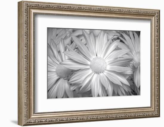 Barberton daisy in black and white infrared-Michael Scheufler-Framed Photographic Print