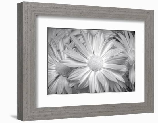 Barberton daisy in black and white infrared-Michael Scheufler-Framed Photographic Print