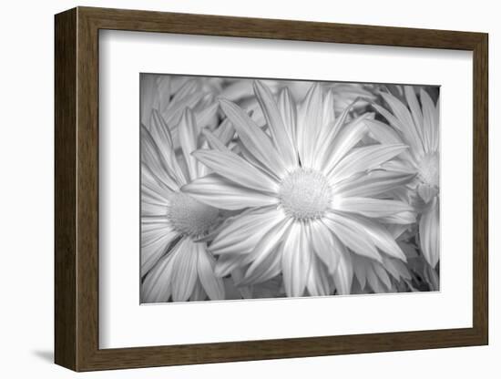 Barberton daisy in black and white infrared-Michael Scheufler-Framed Photographic Print