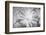 Barberton daisy in black and white infrared-Michael Scheufler-Framed Photographic Print