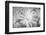 Barberton daisy in black and white infrared-Michael Scheufler-Framed Photographic Print