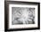 Barberton daisy in black and white infrared-Michael Scheufler-Framed Photographic Print